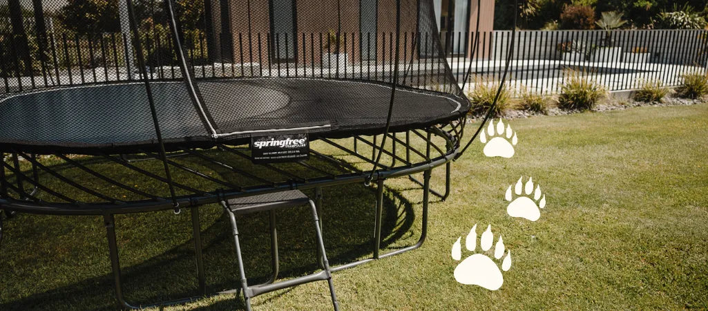 Bears On a Trampoline, Bear-Approved Trampolines