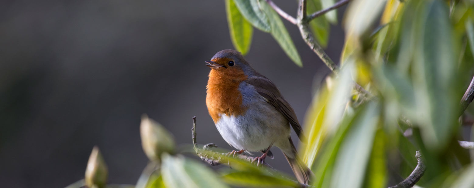 How to Keep Leaves and Birds off Your Springfree Trampoline?