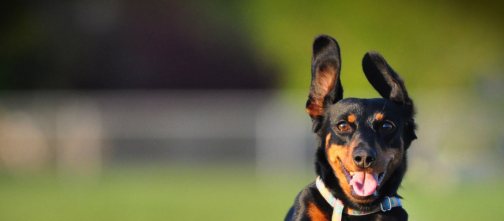 Sydney’s Secret Dog Parks