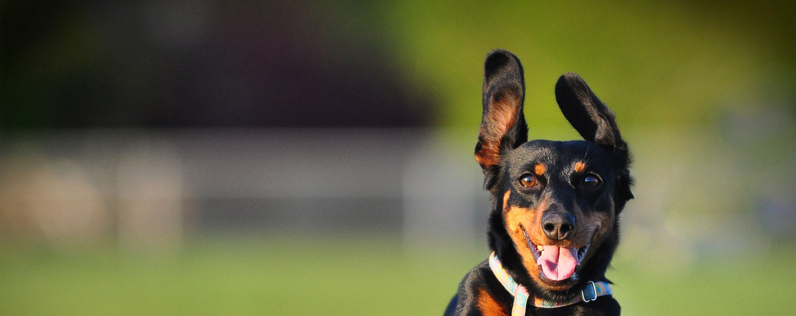Sydney’s Secret Dog Parks