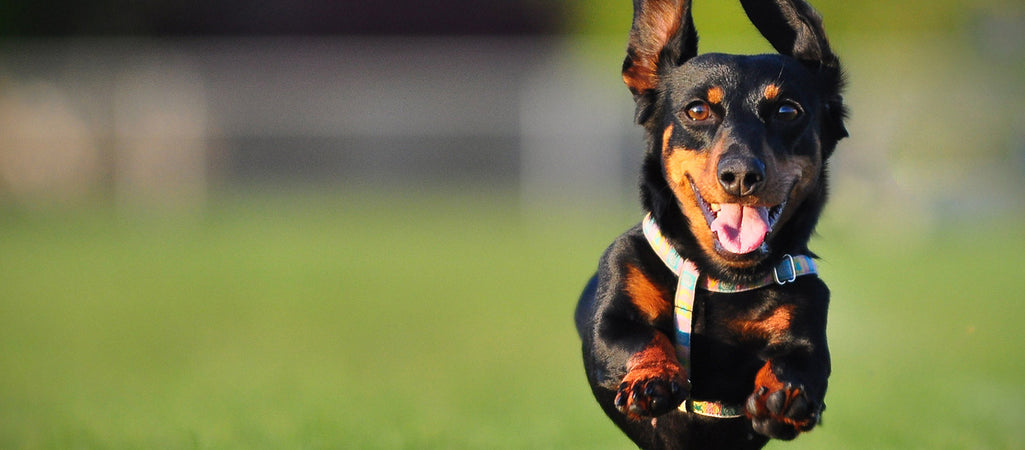 Brisbane’s Best Kept Secret Dog Parks