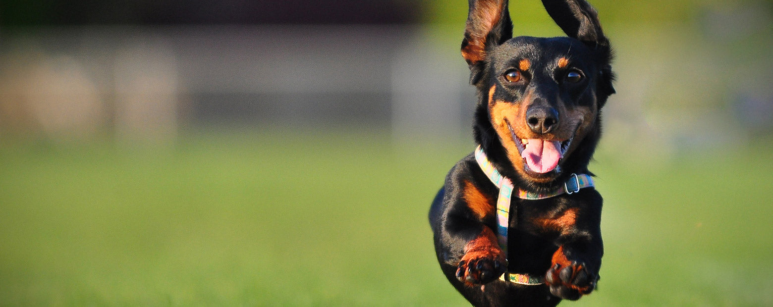 Brisbane’s Best Kept Secret Dog Parks