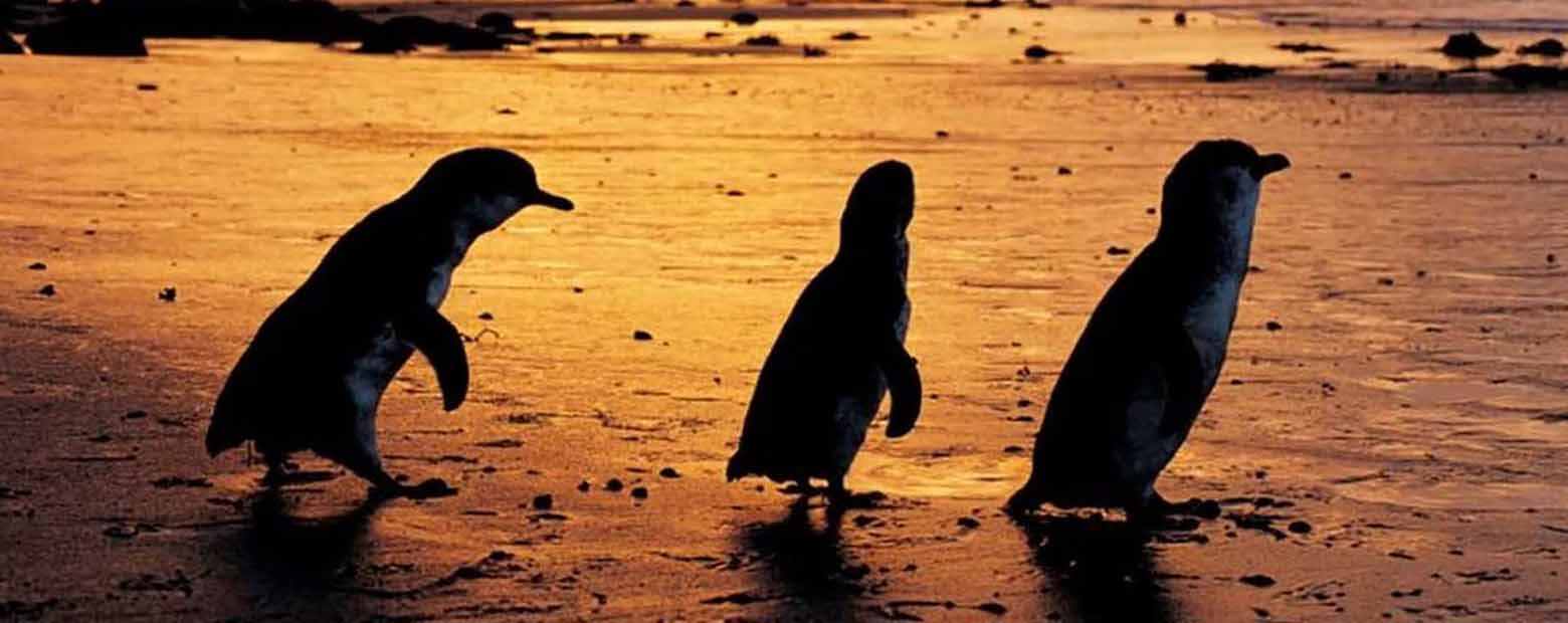 15 Outdoor Activities to do with the Kids in Victoria